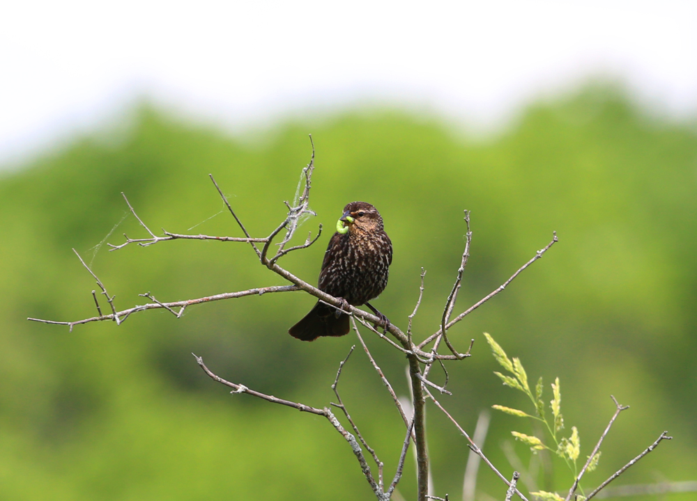 OWLET/VMNEND6182013MRT086X1000.jpg