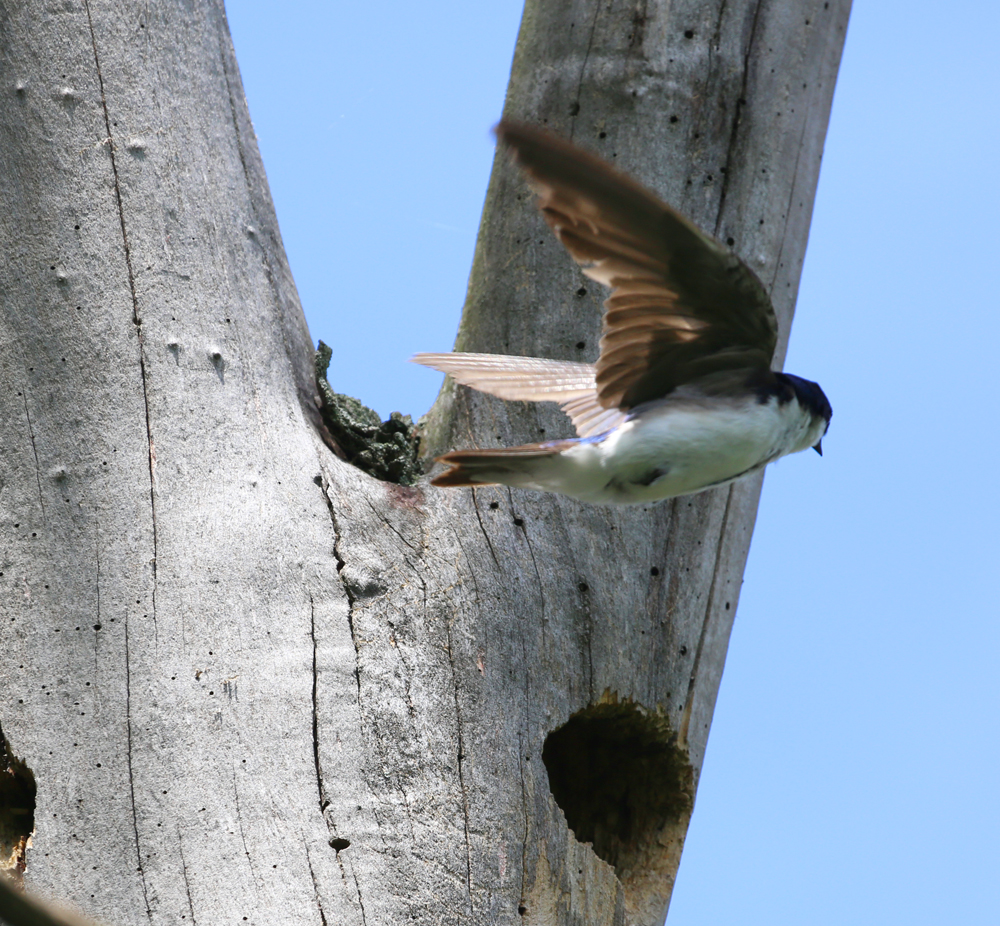 OWLET/VMNEND6182013MRT127X1000.jpg