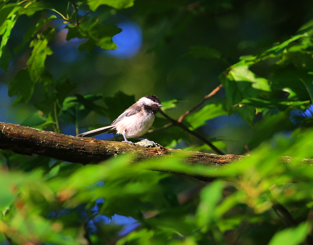 OWLET/VMNEND7062013MRT076X1000.jpg