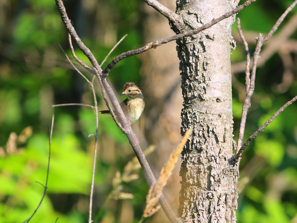 OWLET/VMNEND7062013MRT076X1000.jpg