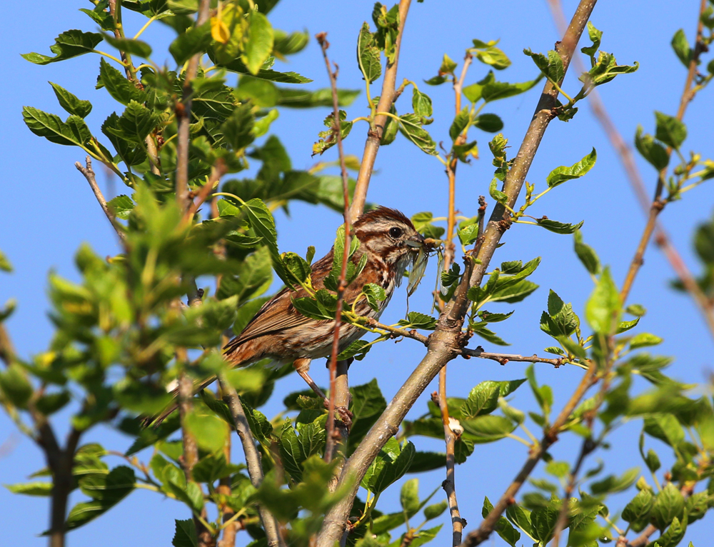 OWLET/VMNEND7062013MRT076X1000.jpg