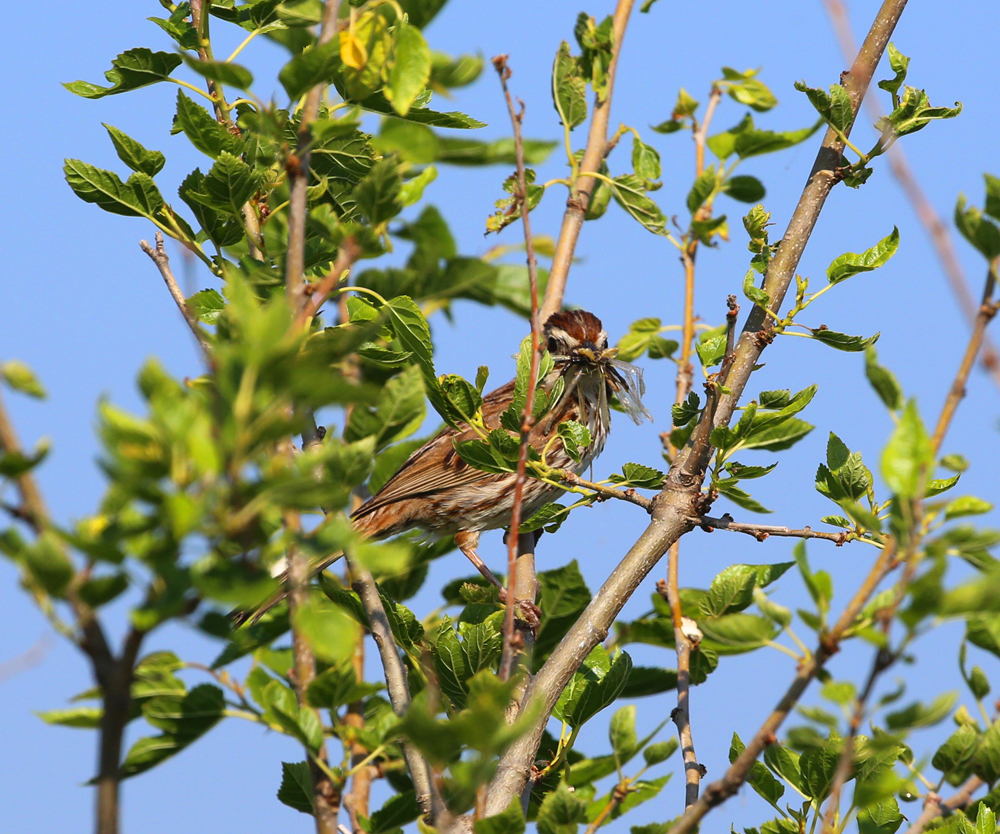 OWLET/VMNEND7062013MRT076X1000.jpg