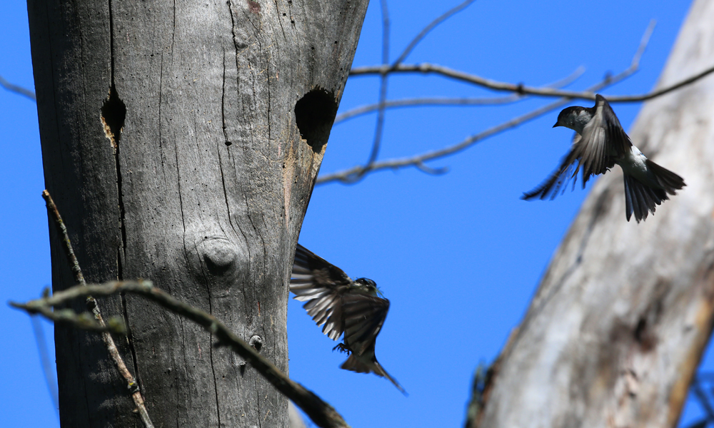 OWLET/VMNEND7062013MRT166X1000.jpg