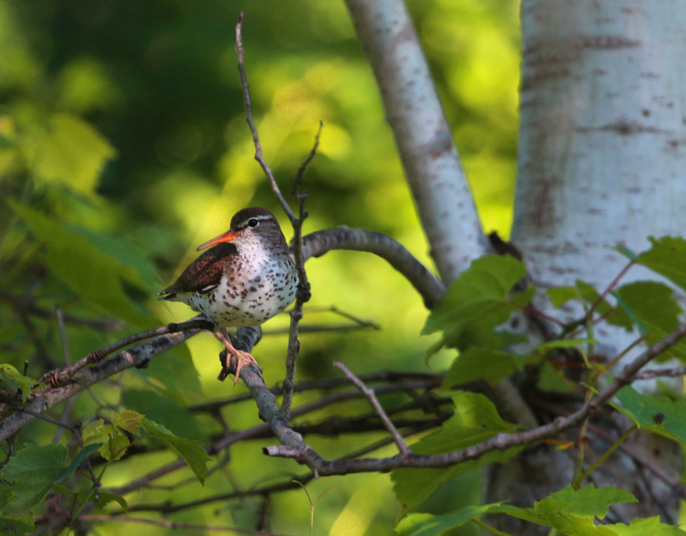 OWLET/VMUPPER6282013MRT030X1000.jpg