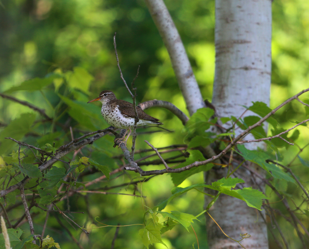 OWLET/VMUPPER6282013MRT030X1000.jpg