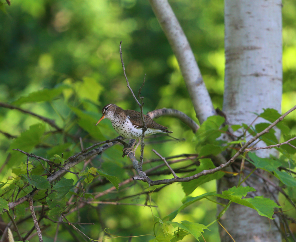 OWLET/VMUPPER6282013MRT030X1000.jpg