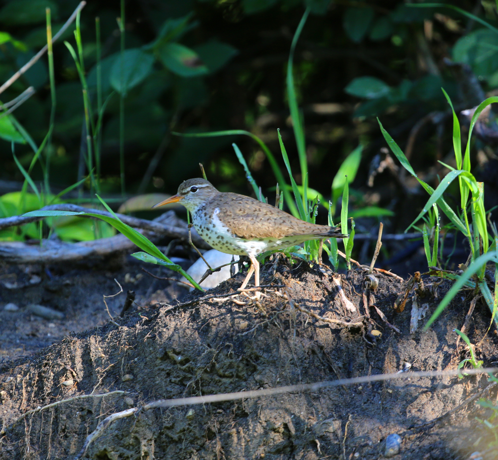 OWLET/VMUPPER6282013MRT030X1000.jpg