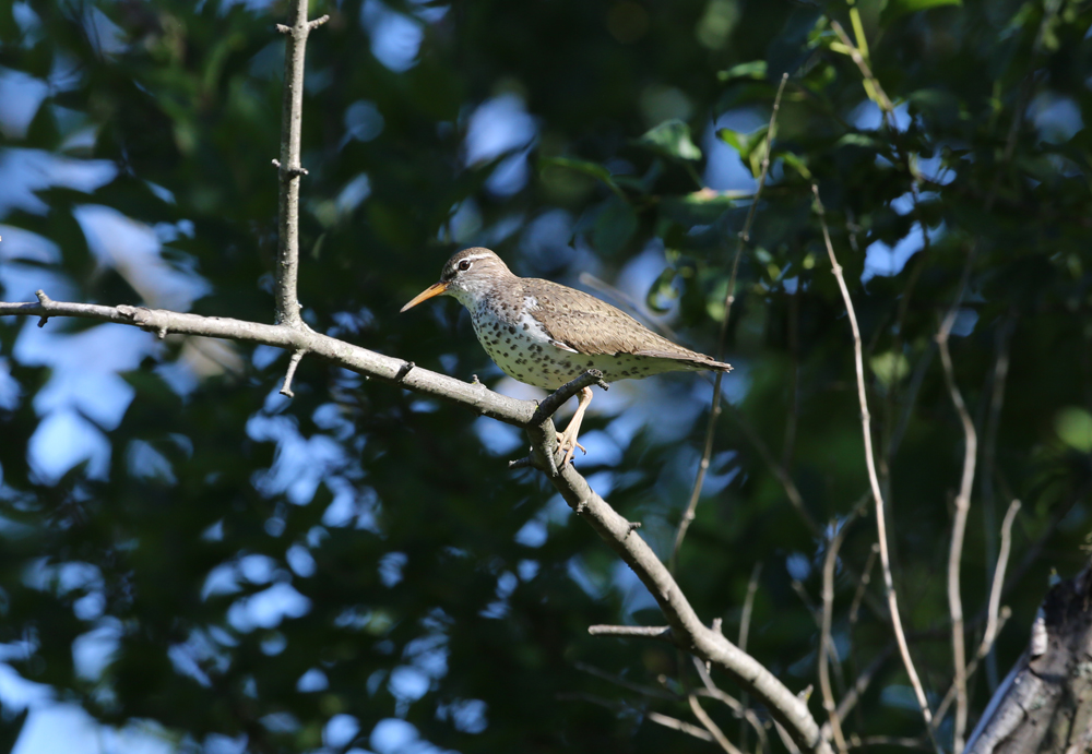 OWLET/VMUPPER6282013MRT030X1000.jpg