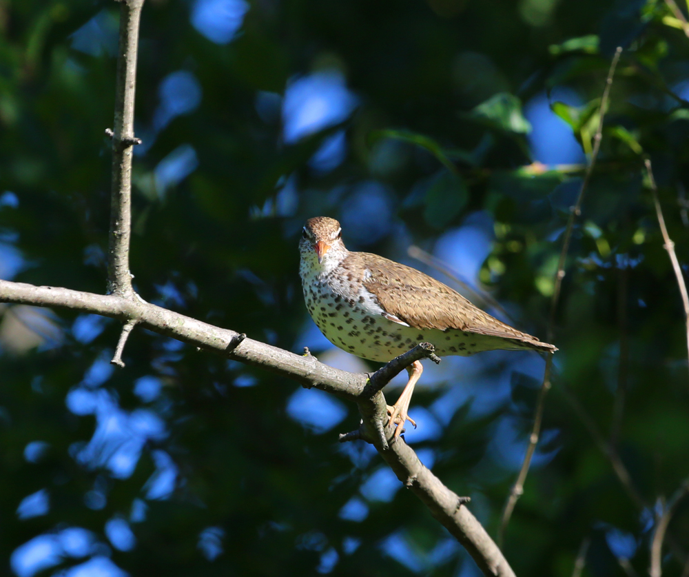 OWLET/VMUPPER6282013MRT030X1000.jpg