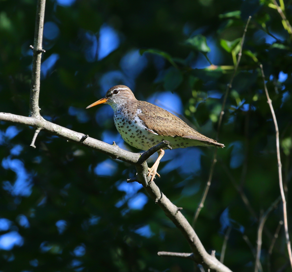 OWLET/VMUPPER6282013MRT030X1000.jpg