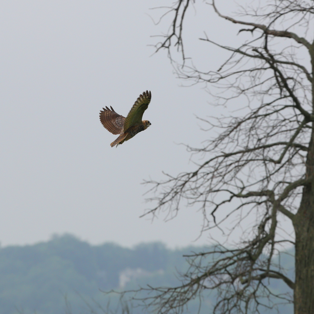 OWLET/VMUPPER7092013MRT073x1000.jpg