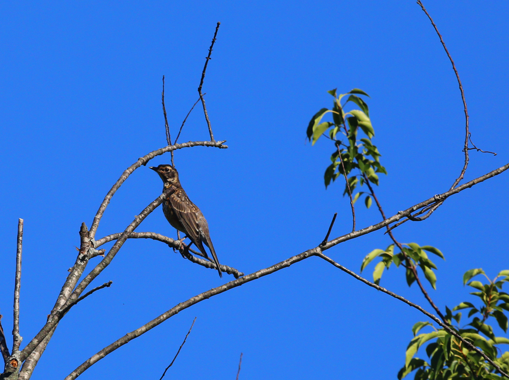 OWLET/VMUPPER8232013MRT036X1000.jpg