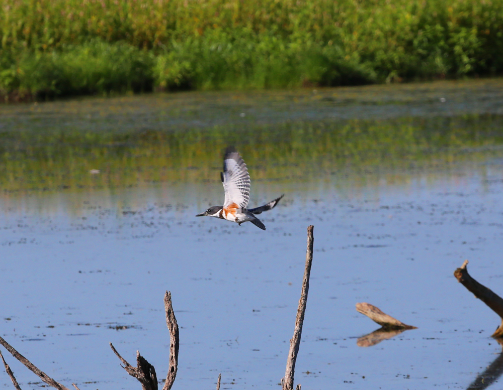 OWLET/VMUPPER8232013MRT036X1000.jpg