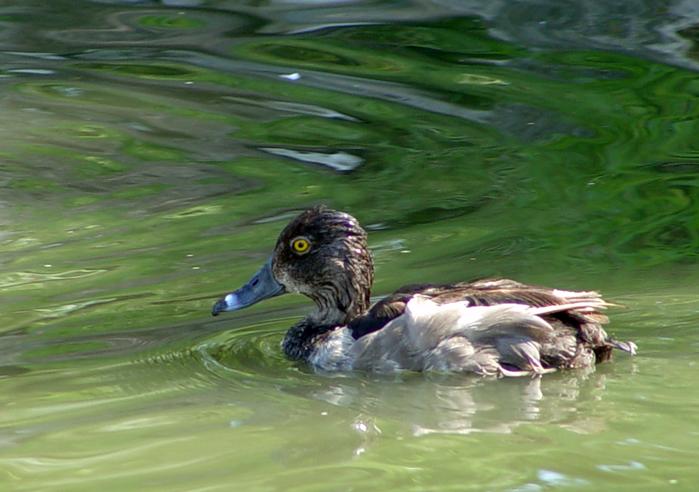 OWLET/WOODDUCK458.jpg