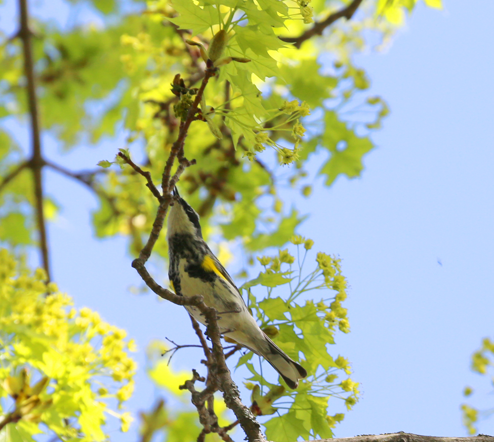 OWLET/grantpark5152013mrt293X1000.jpg