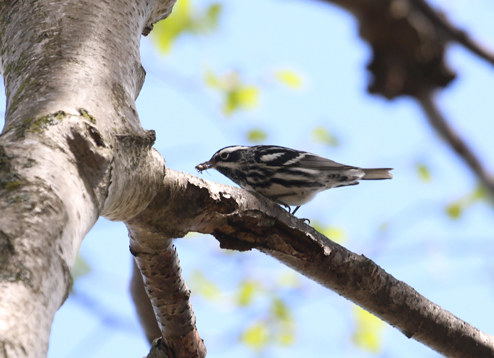 OWLET/grantpark5152013mrt293X1000.jpg