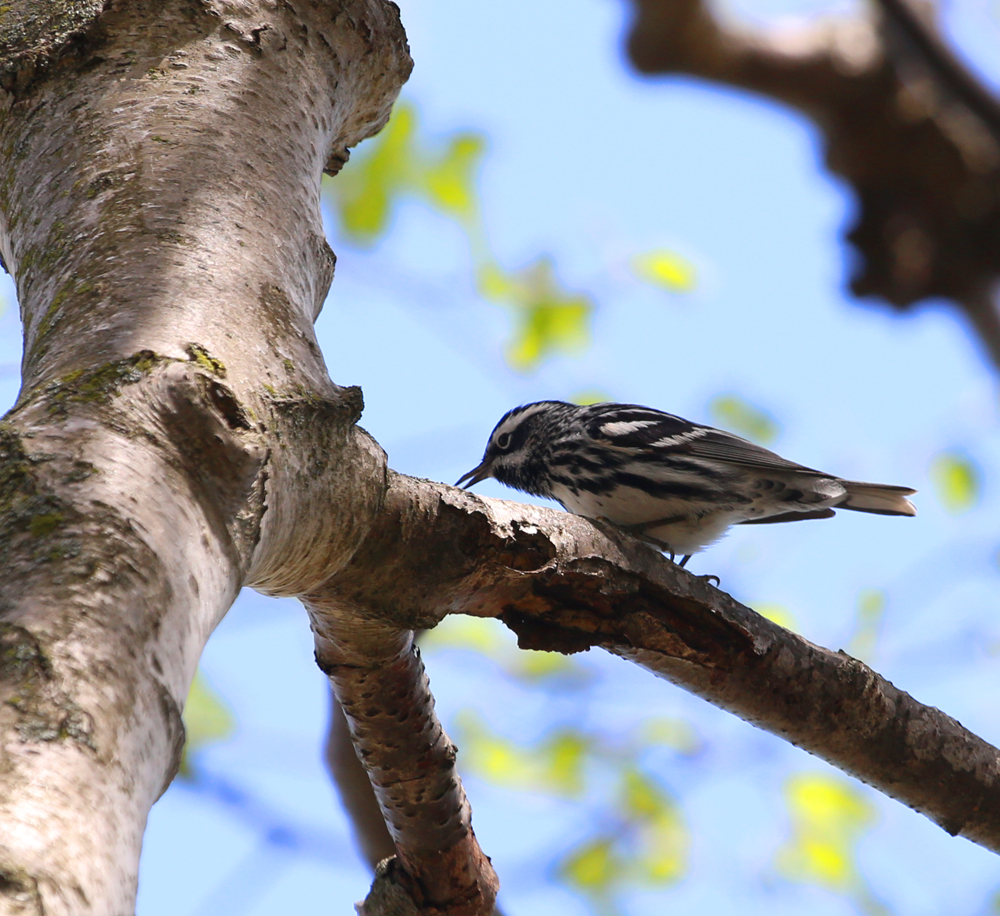 OWLET/grantpark5152013mrt293X1000.jpg