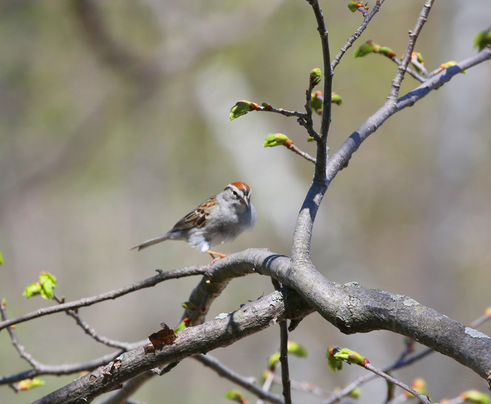 OWLET/grantpark5152013mrt306X1000.jpg