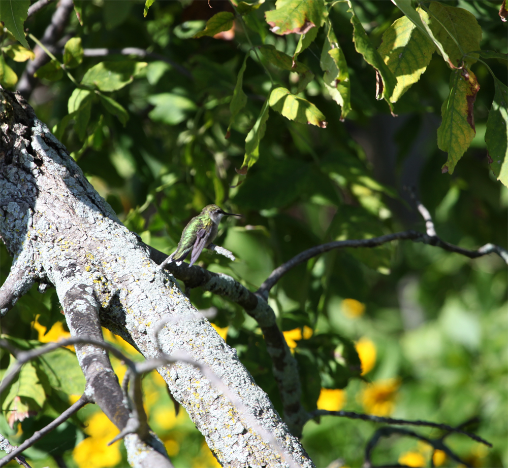 OWLET/hmarsh9092012mrt164X1000.jpg