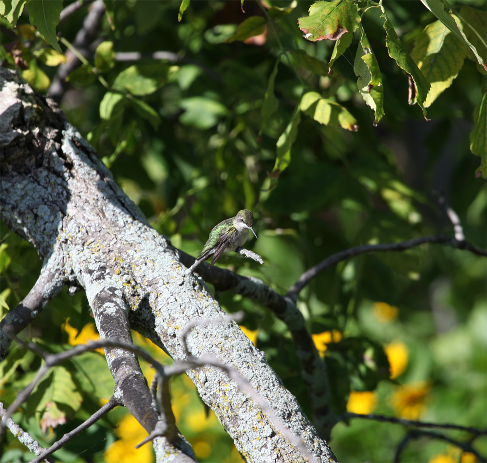 OWLET/hmarsh9092012mrt164X1000.jpg