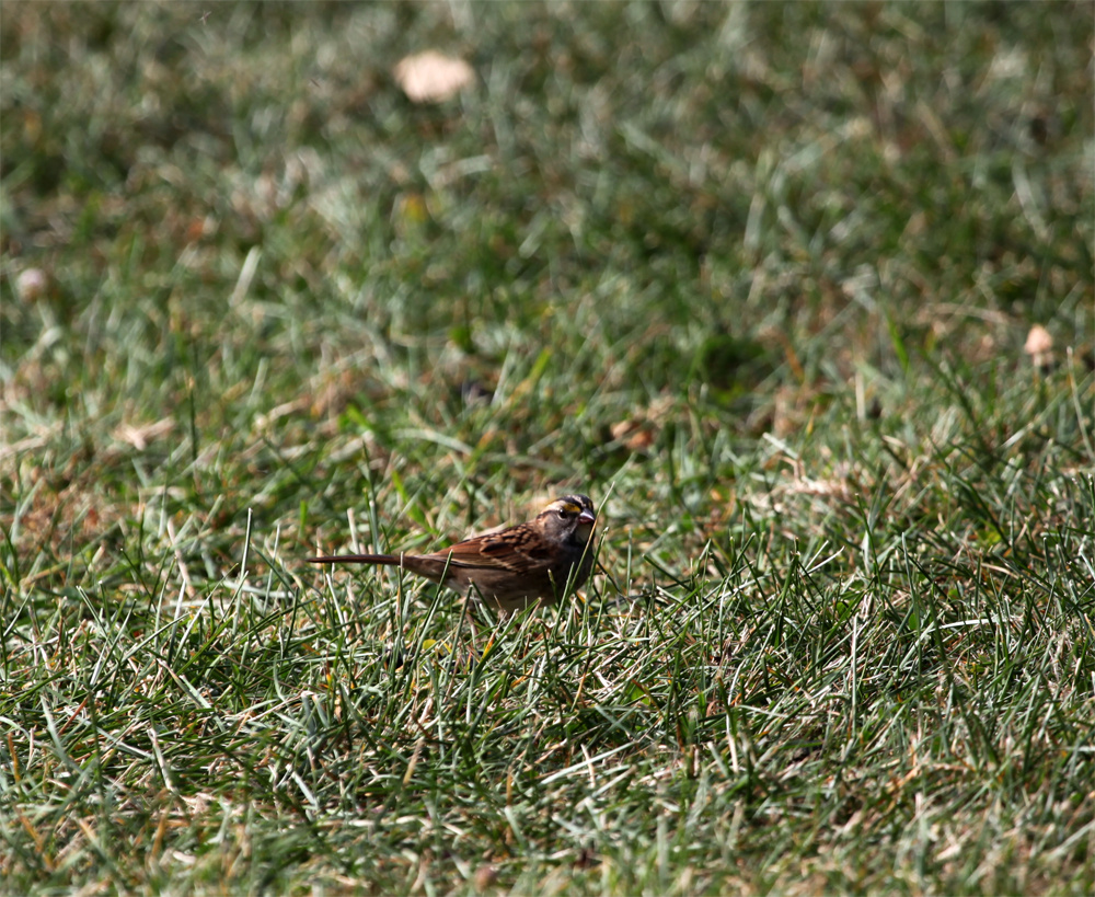 OWLET/shermanpark1022012mrt102X1000.jpg