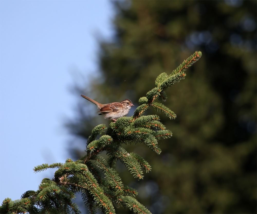 OWLET/shermanpark1022012mrt102X1000.jpg