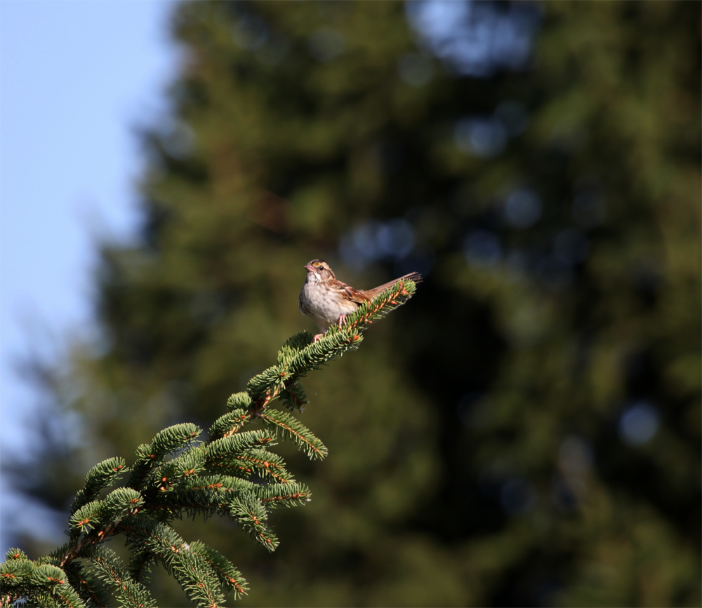 OWLET/shermanpark1022012mrt102X1000.jpg