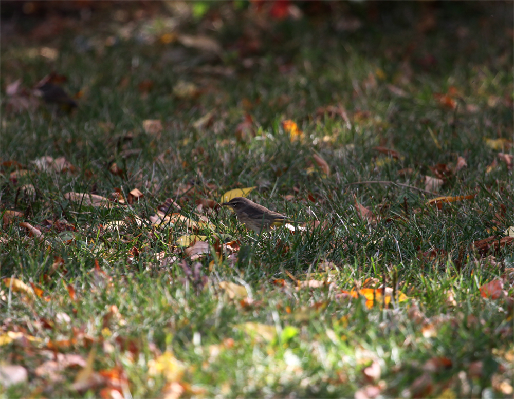 OWLET/shermanpark1022012mrt0669X1000.jpg