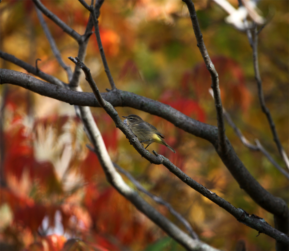 OWLET/shermanpark1022012mrt102X1000.jpg