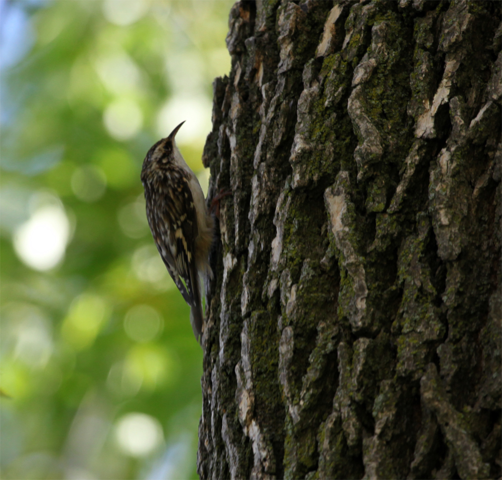 OWLET/shermanpark1022012mrt102X1000.jpg