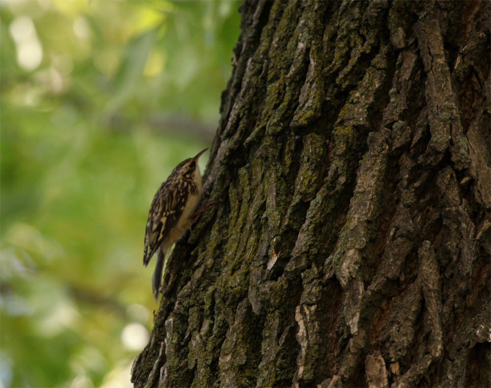 OWLET/shermanpark1022012mrt102X1000.jpg