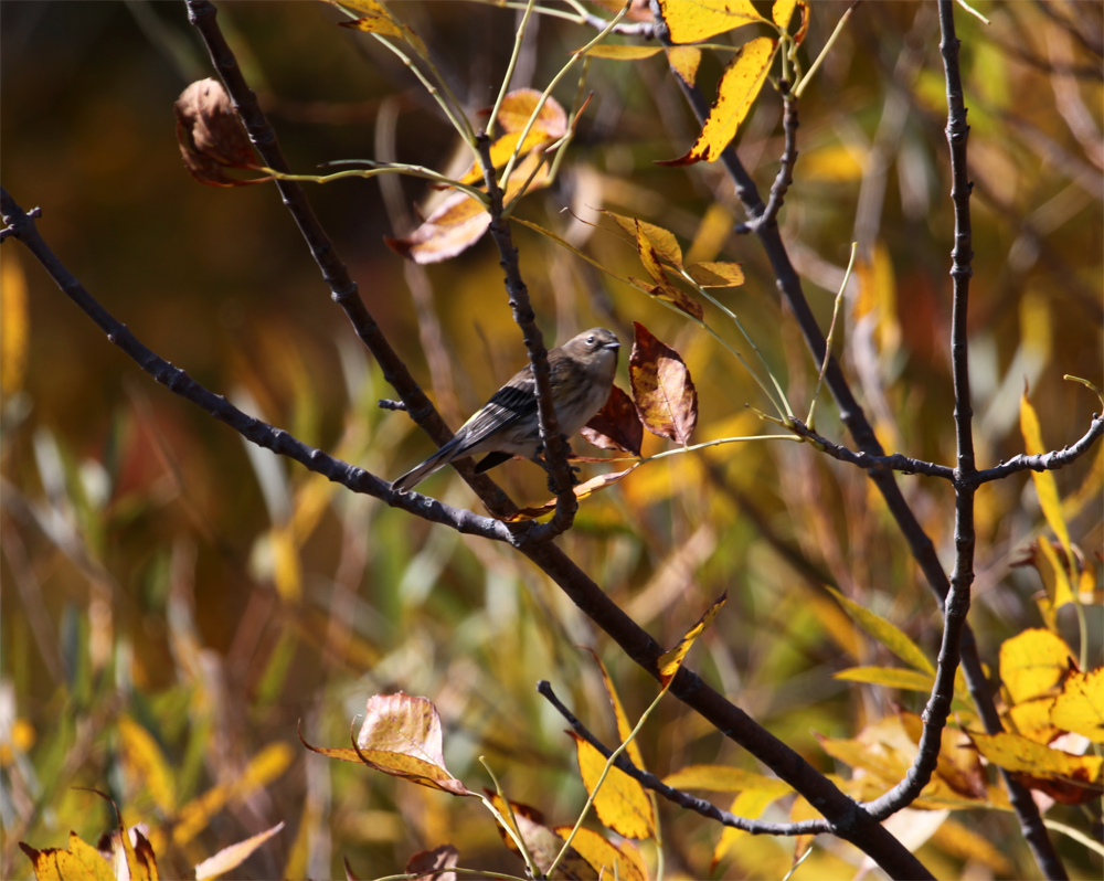 OWLET/shermanpark1022012mrt225X1000.jpg