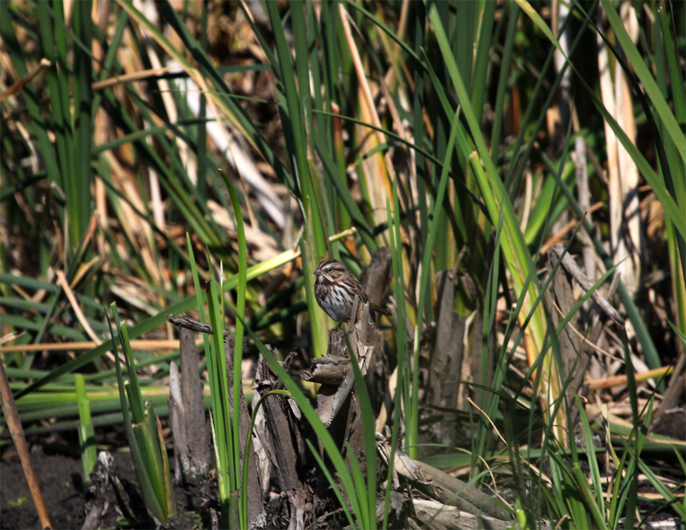 OWLET/shermanpark1022012mrt225X1000.jpg