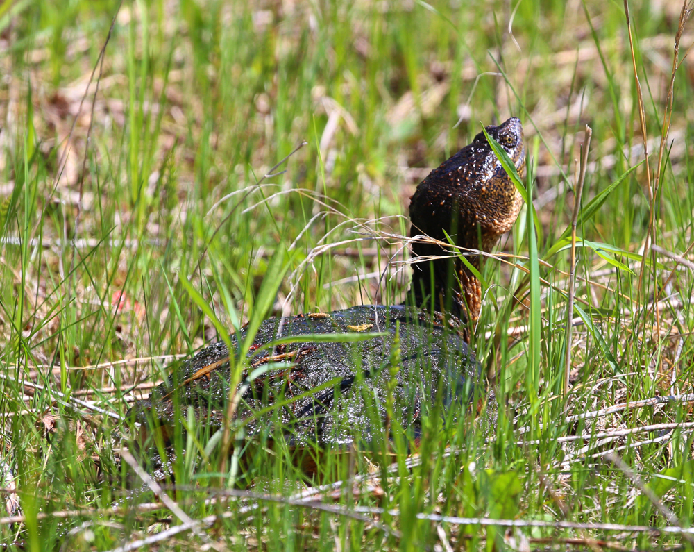 OWLET/vernonmarsh5132013mrt171X1000.jpg