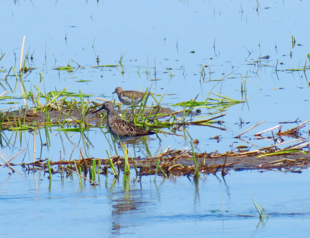 OWLET/vernonmarsh5132013sx40vjt033X1000.jpg