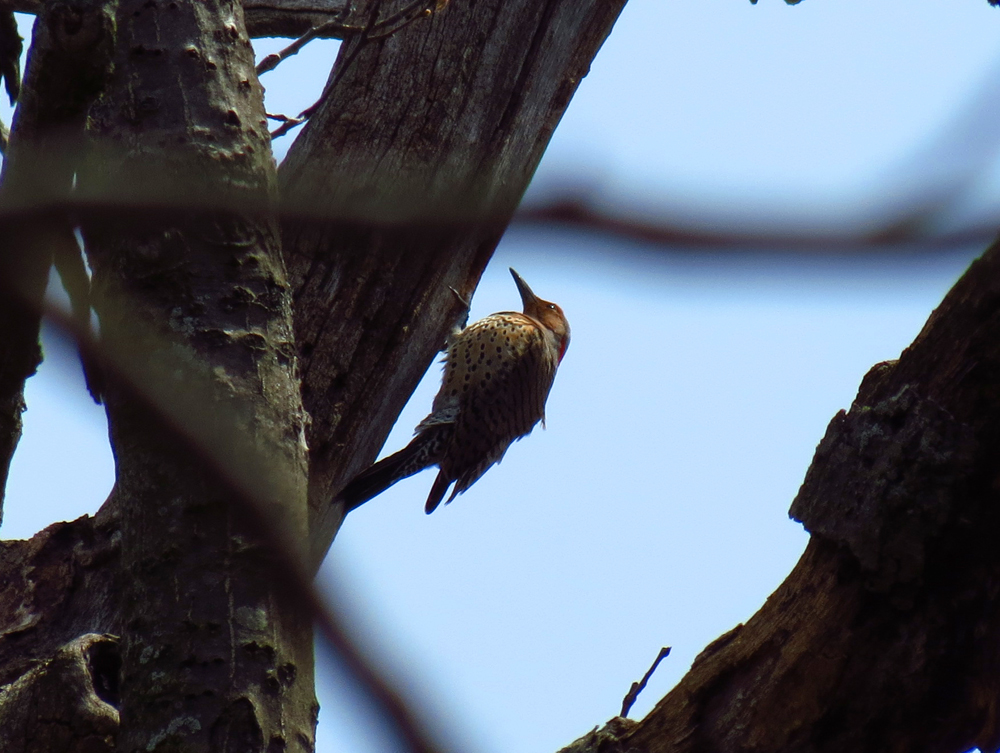 OWLET/vernonmarshlower5052013vjt031X1000.jpg