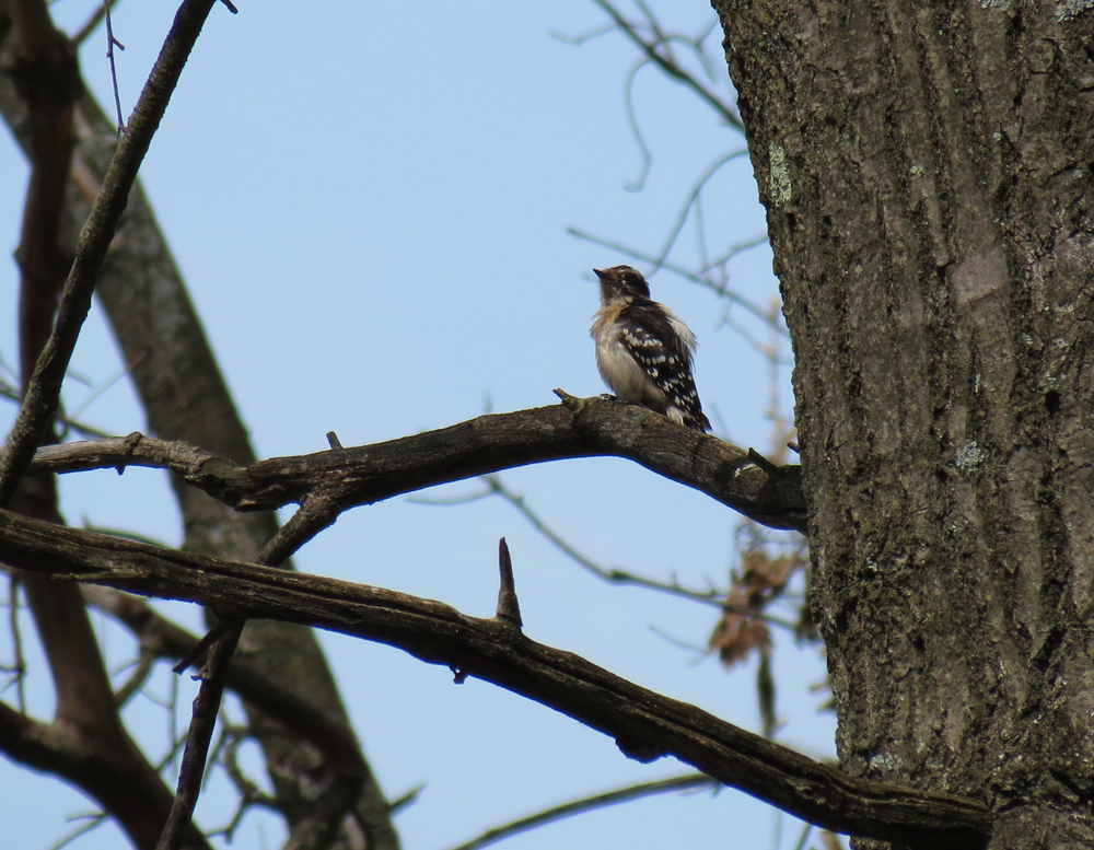 OWLET/vernonmarshlower5052013vjt031X1000.jpg