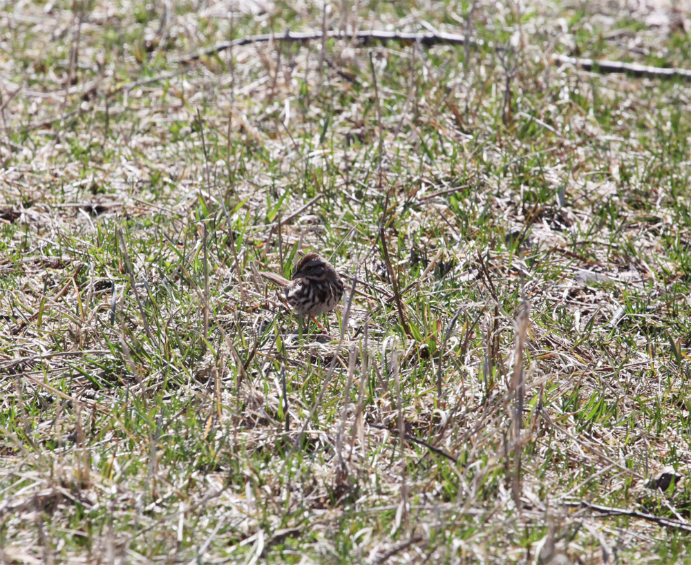 OWLET/vernonmarshnend4162013mrt072X1000.jpg