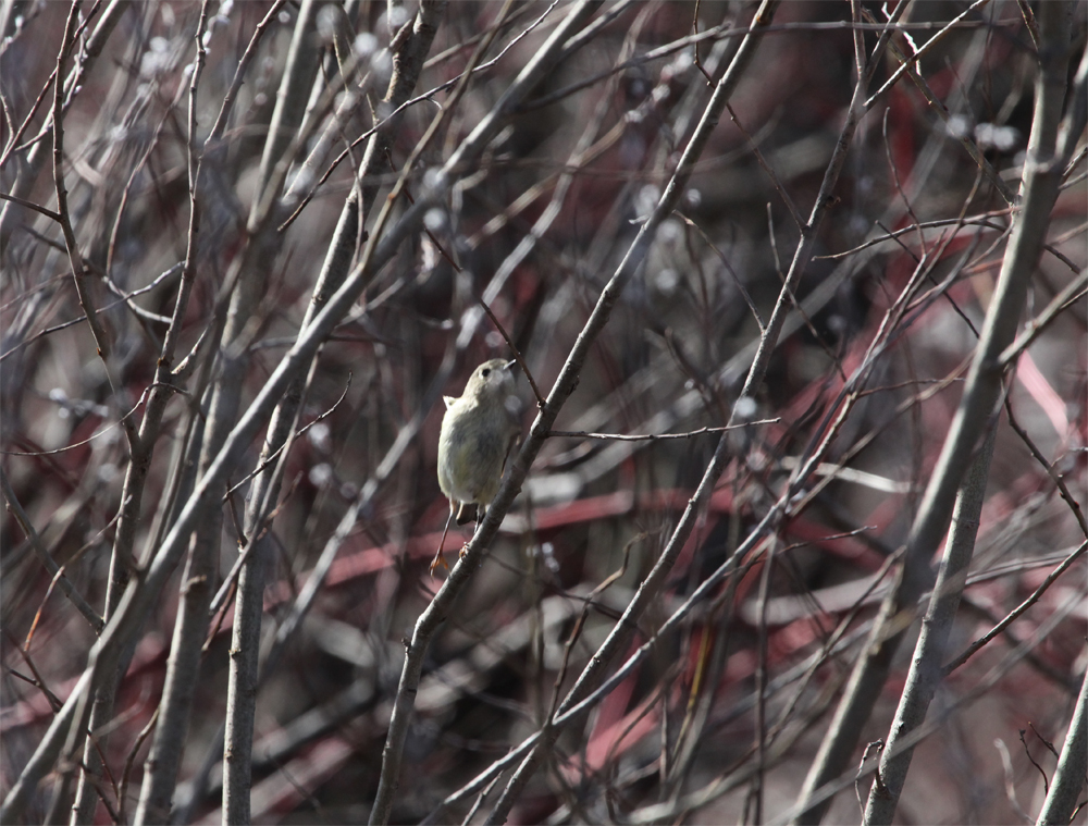 OWLET/vernonmarshnend4162013mrt083X1000.jpg