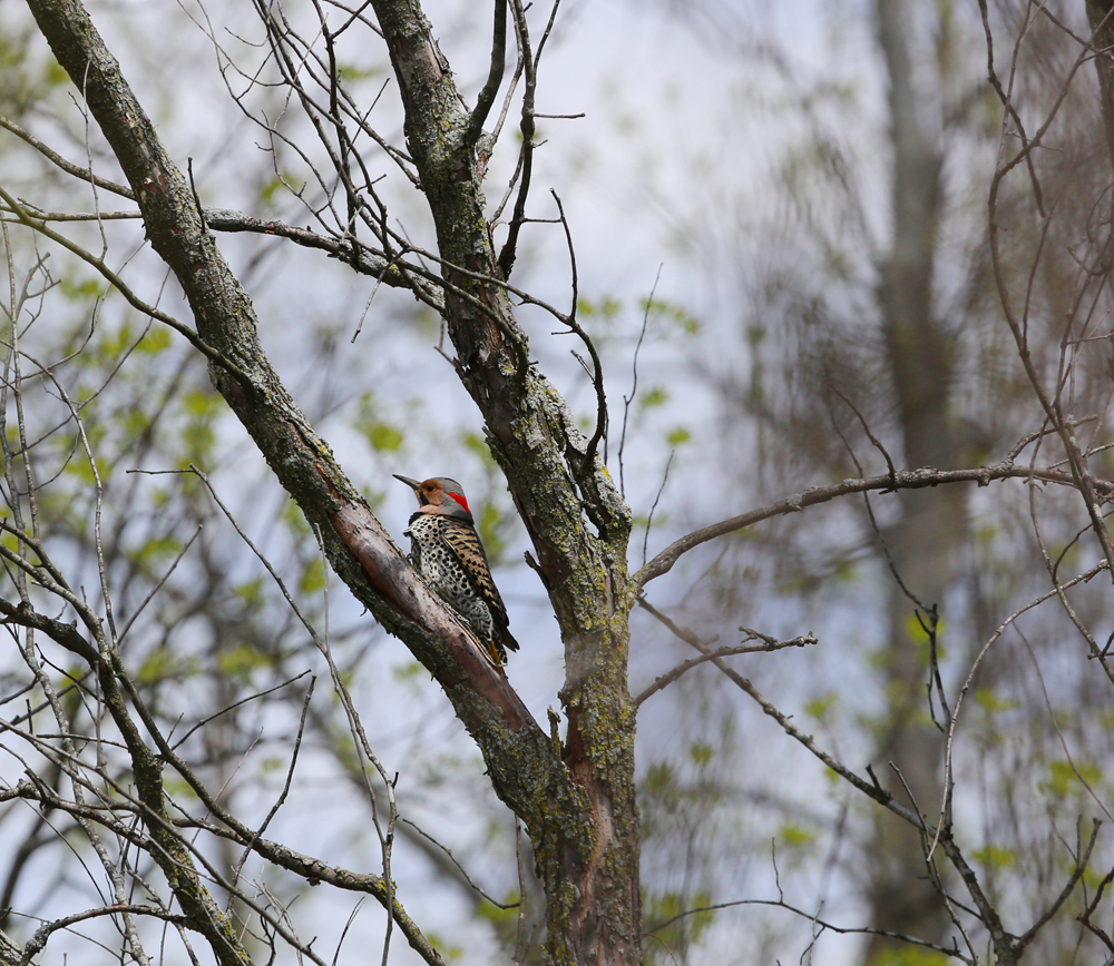 OWLET/vernonmarshnend5122013mrt276X1000.jpg