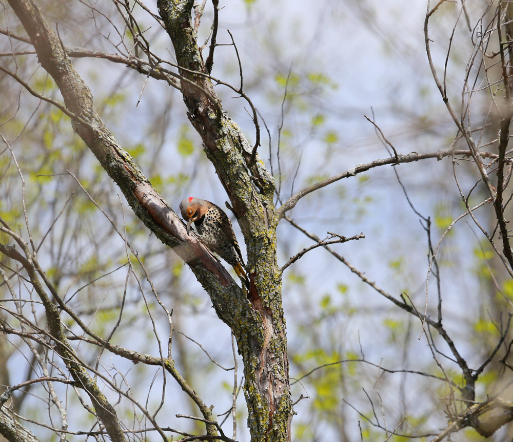 OWLET/vernonmarshnend5122013mrt276X1000.jpg