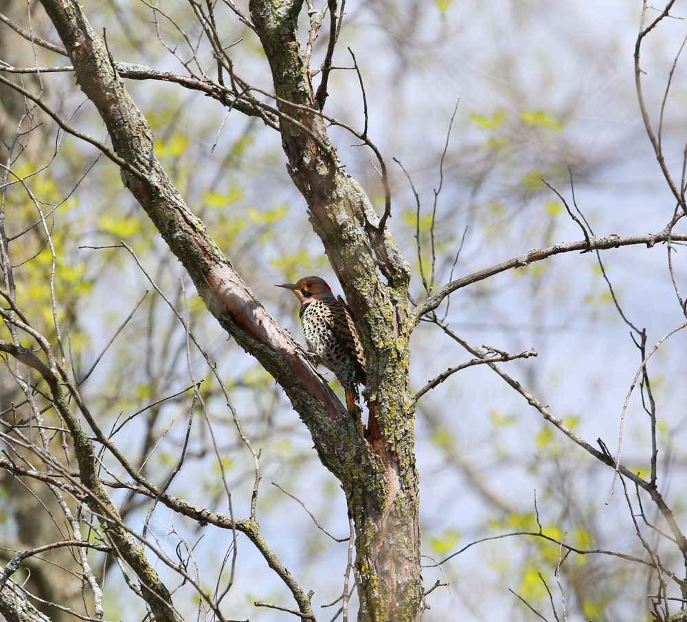 OWLET/vernonmarshnend5122013mrt276X1000.jpg