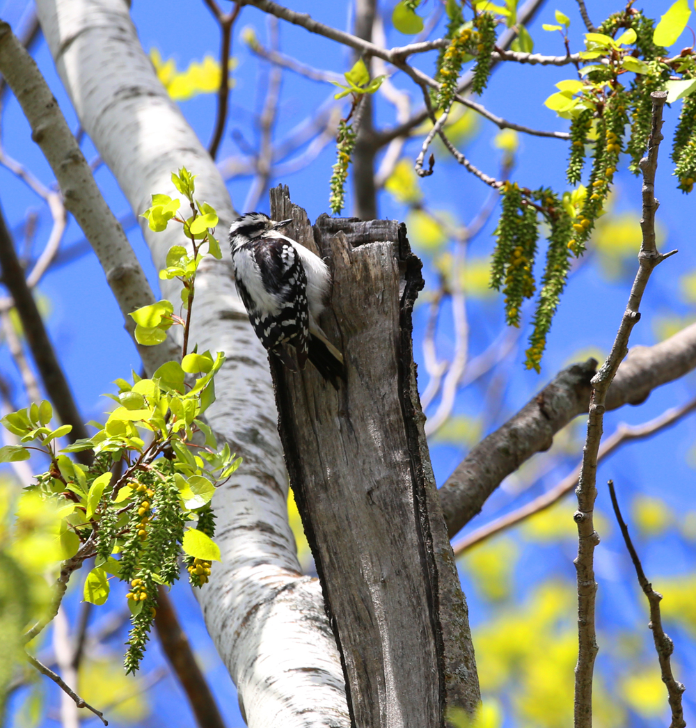 OWLET/vernonmarshnend5122013mrt276X1000.jpg