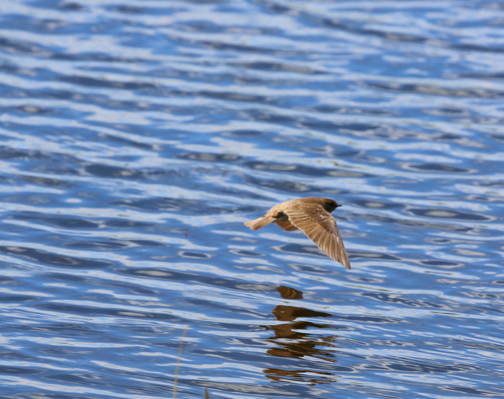 OWLET/vernonmarshnend5122013mrt315X1000.jpg