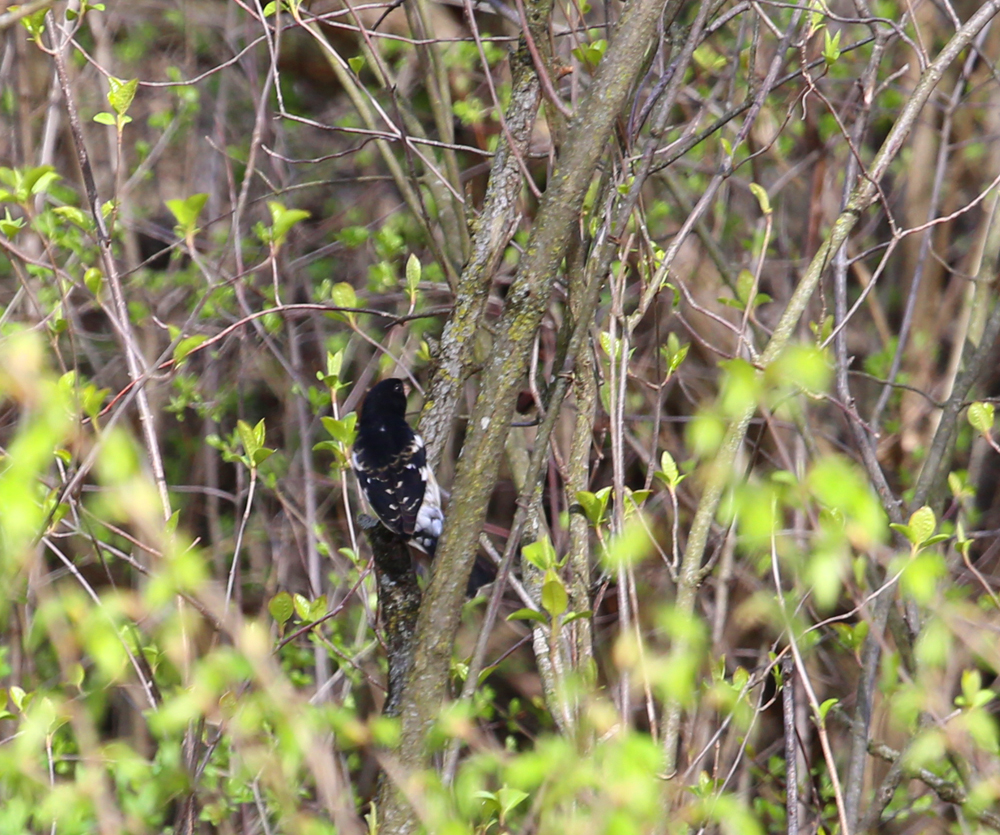 OWLET/vernonmarshlower5052013vjt031X1000.jpg