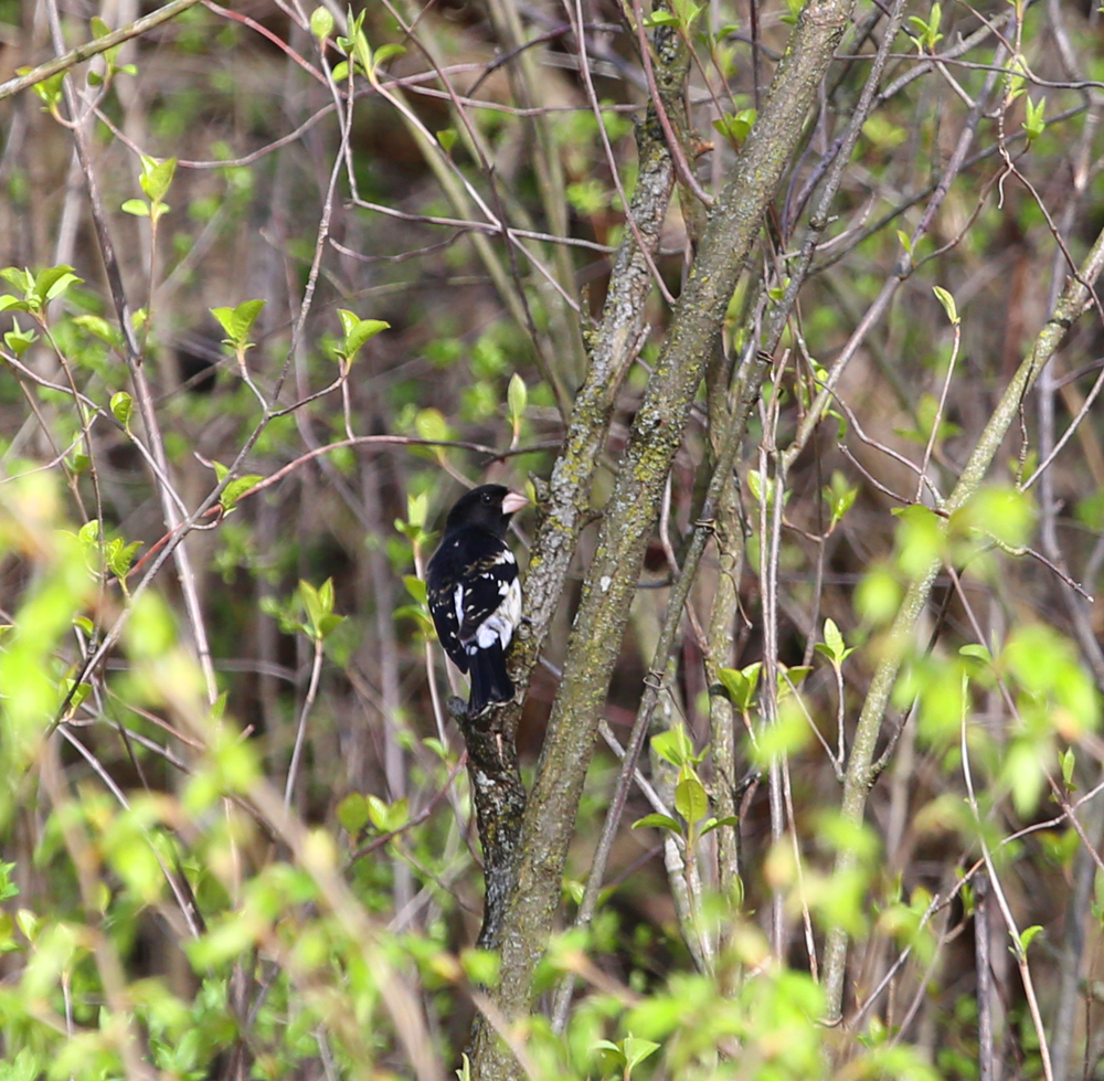 OWLET/vernonmarshlower5052013vjt031X1000.jpg