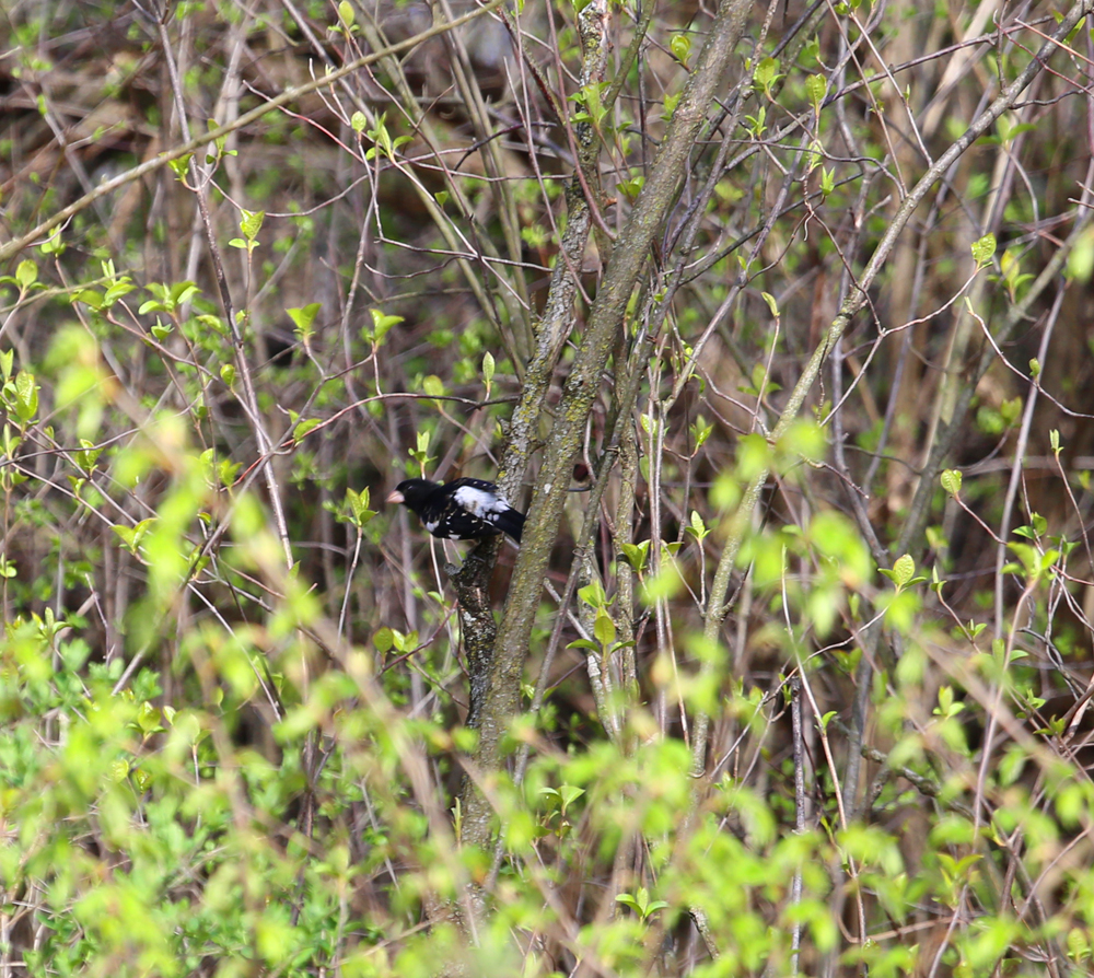 OWLET/vernonmarshlower5052013vjt031X1000.jpg