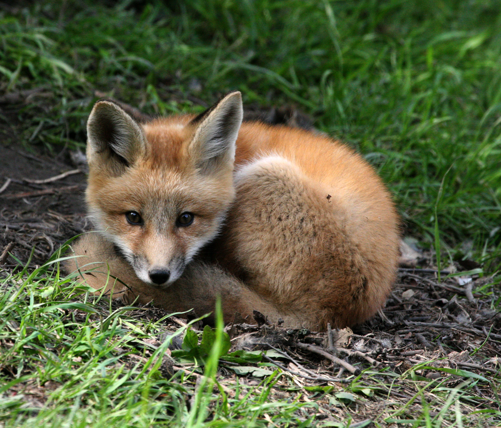 REDFOXKIT8.jpg