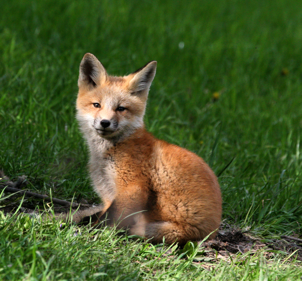 REDFOXKIT8.jpg