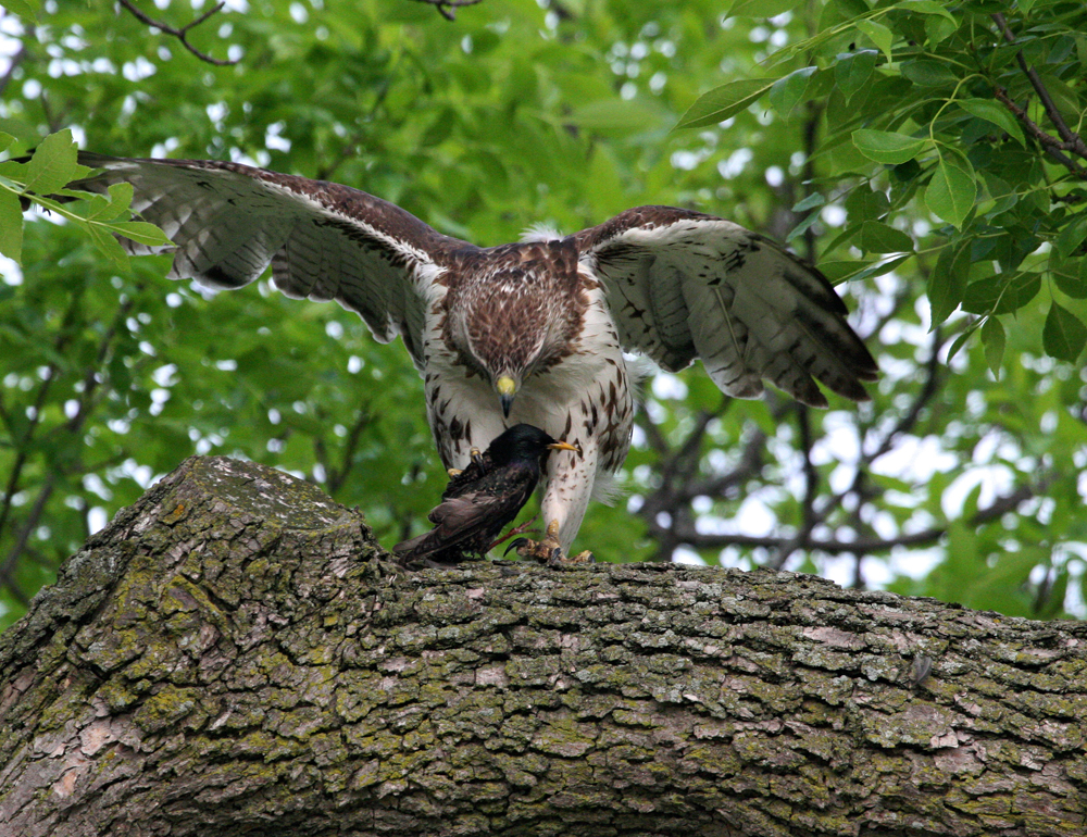 REDHAWKX1000.jpg